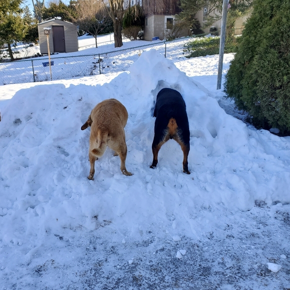 Meet your Posher, Amy - Picture 3 of 5